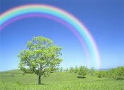 Rainbow and tree