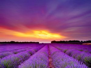 Lavender Field - Young Living Essential Oils